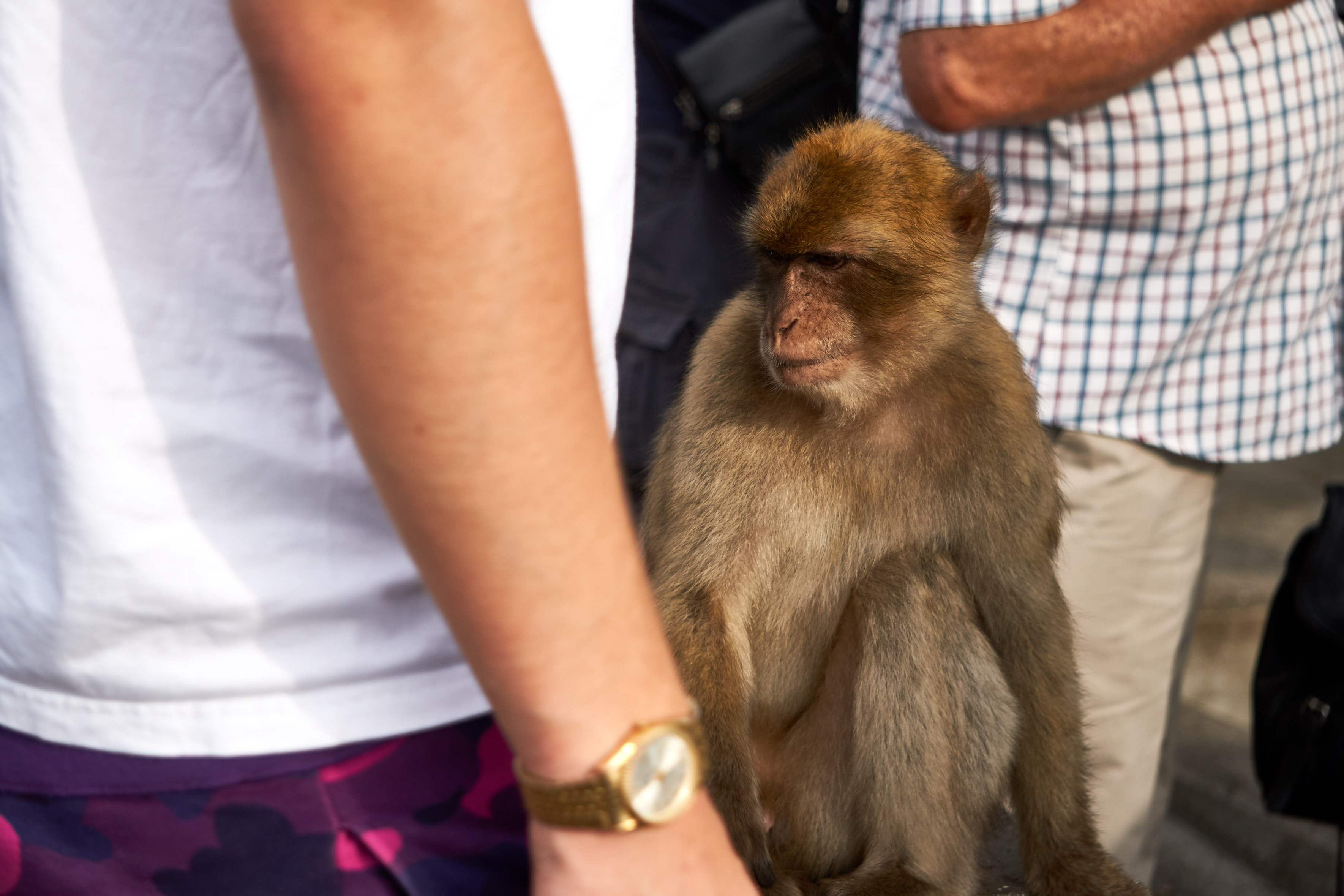 A monkey, casually planing to steal this guy's watch