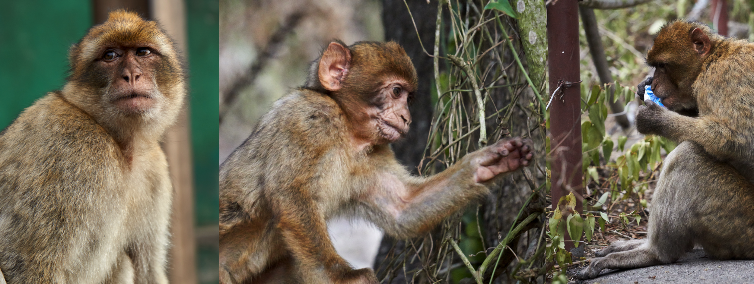 Babymonkey closeup, and a monkey chewing on plastic