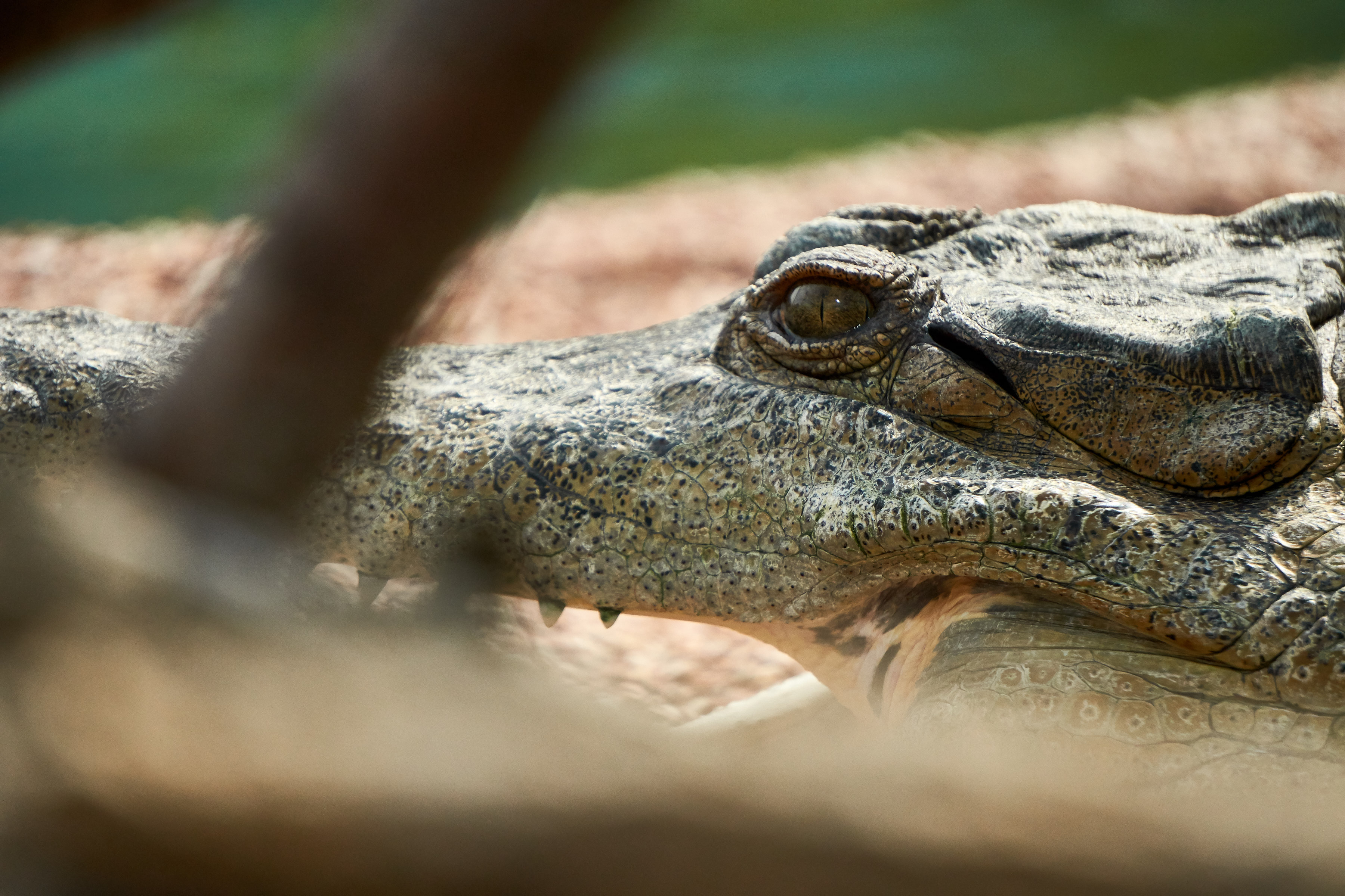 Stalking the predators 🐊