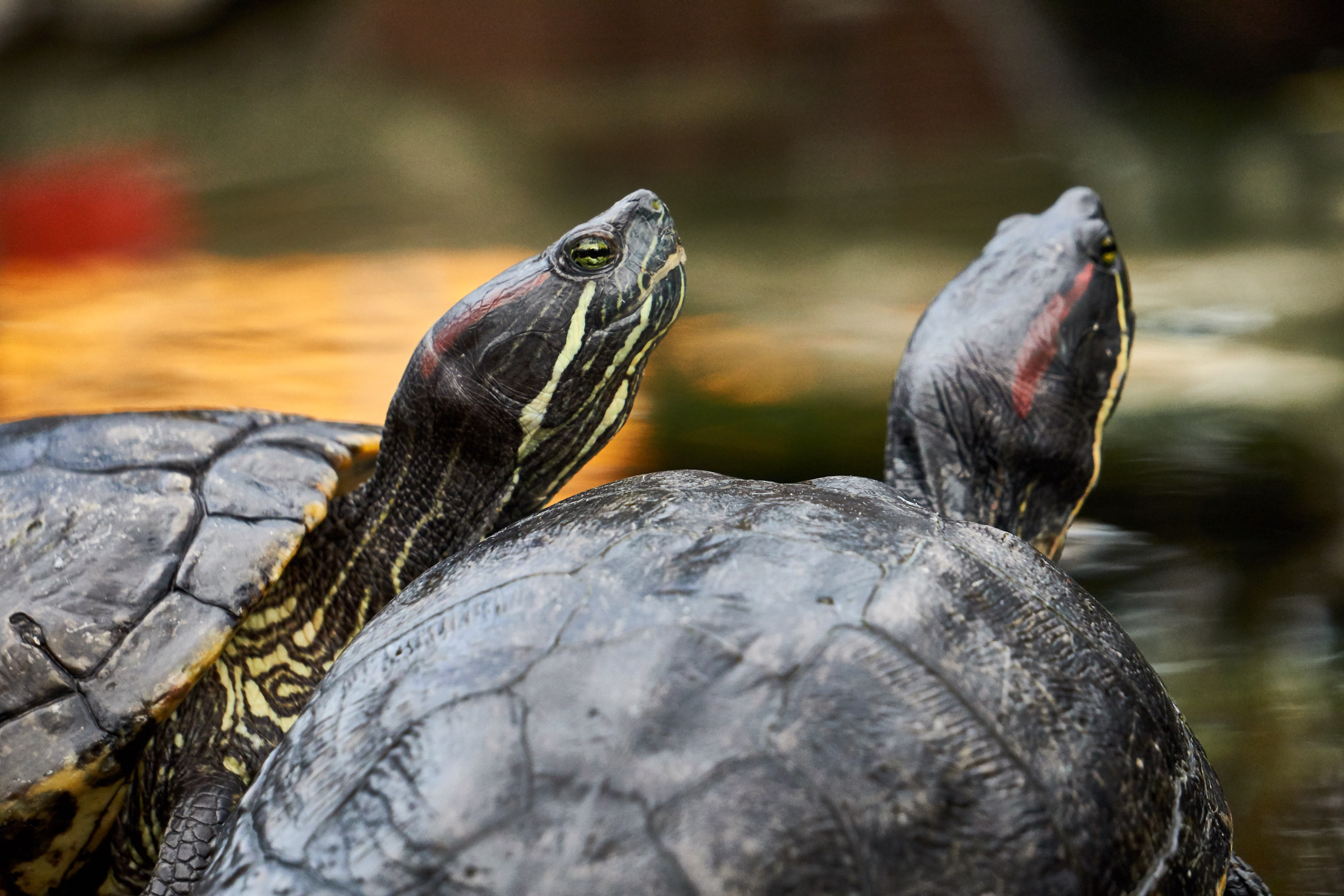 colorful little turtles