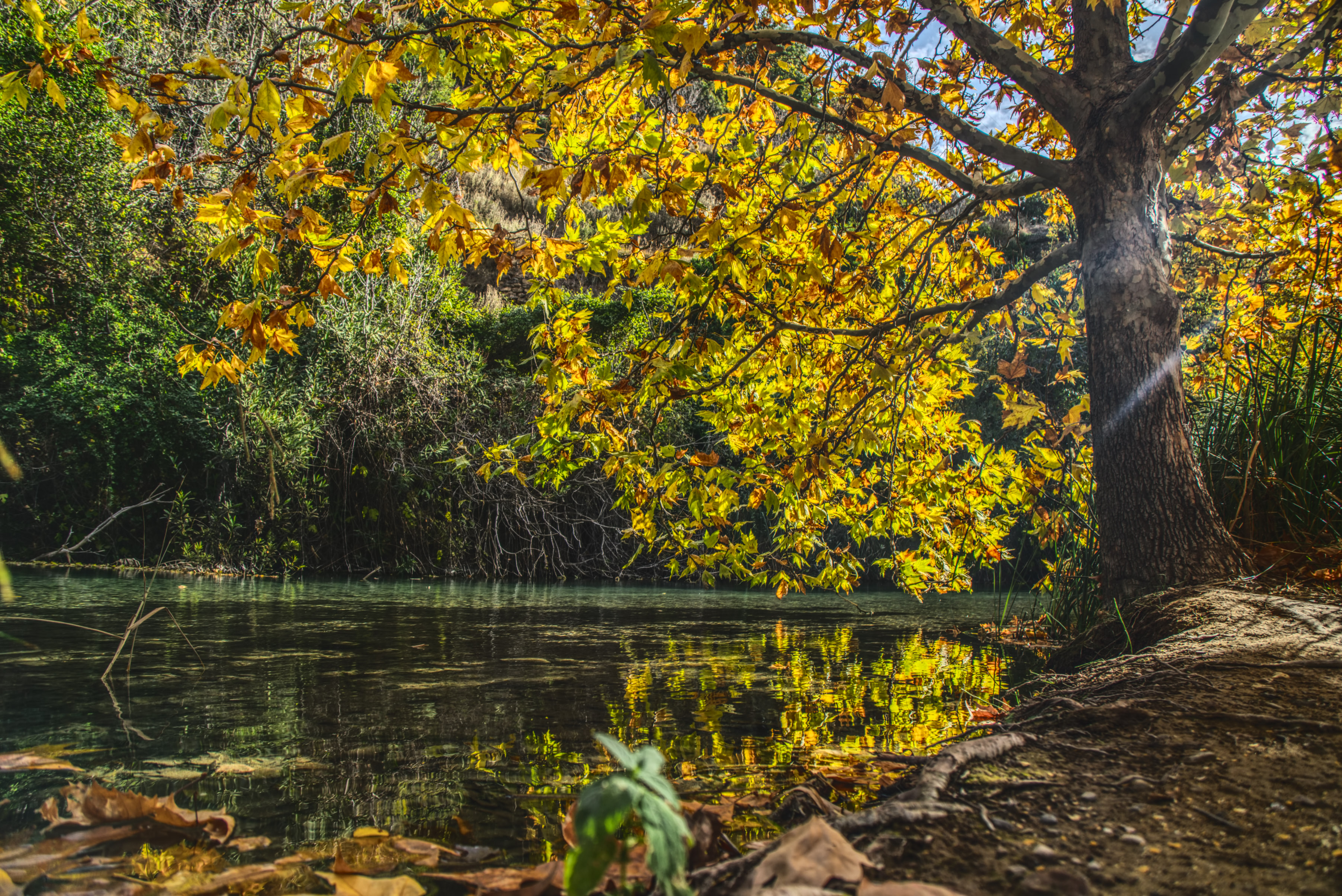 Tree at a the river