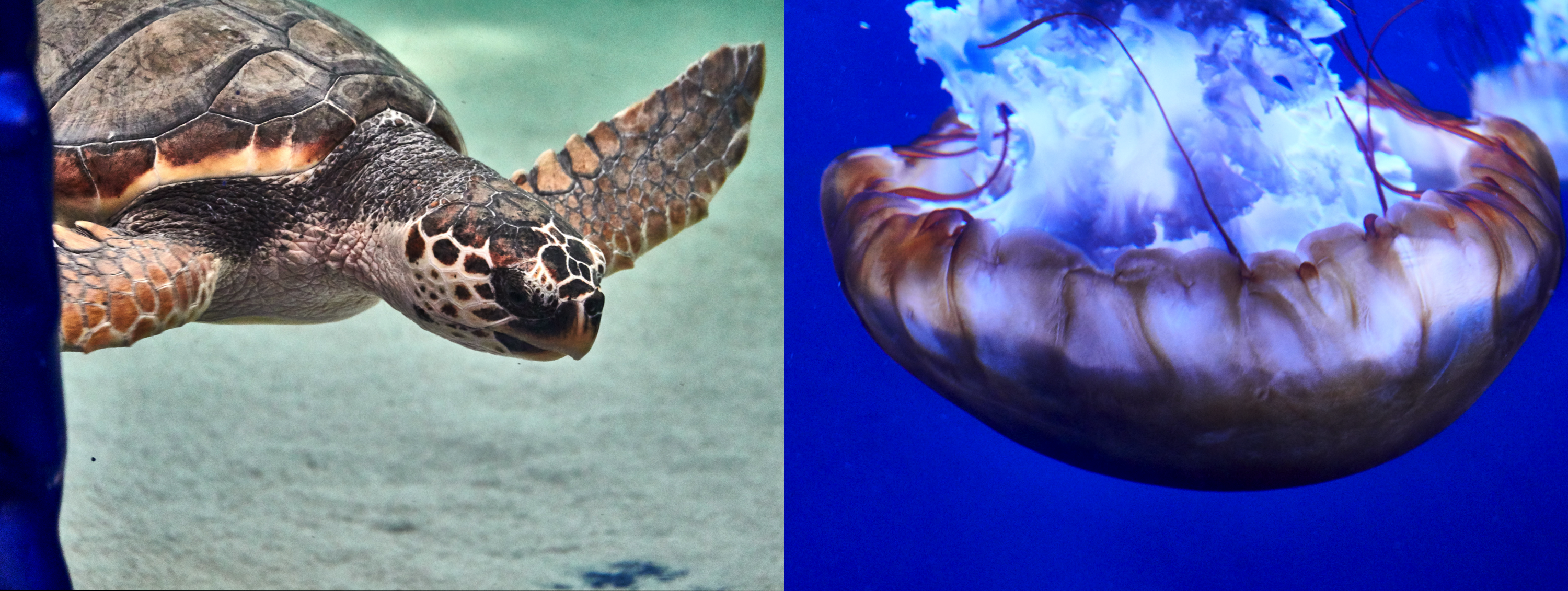 Una tortuga y una medusa (a turtle and a jellyfish)