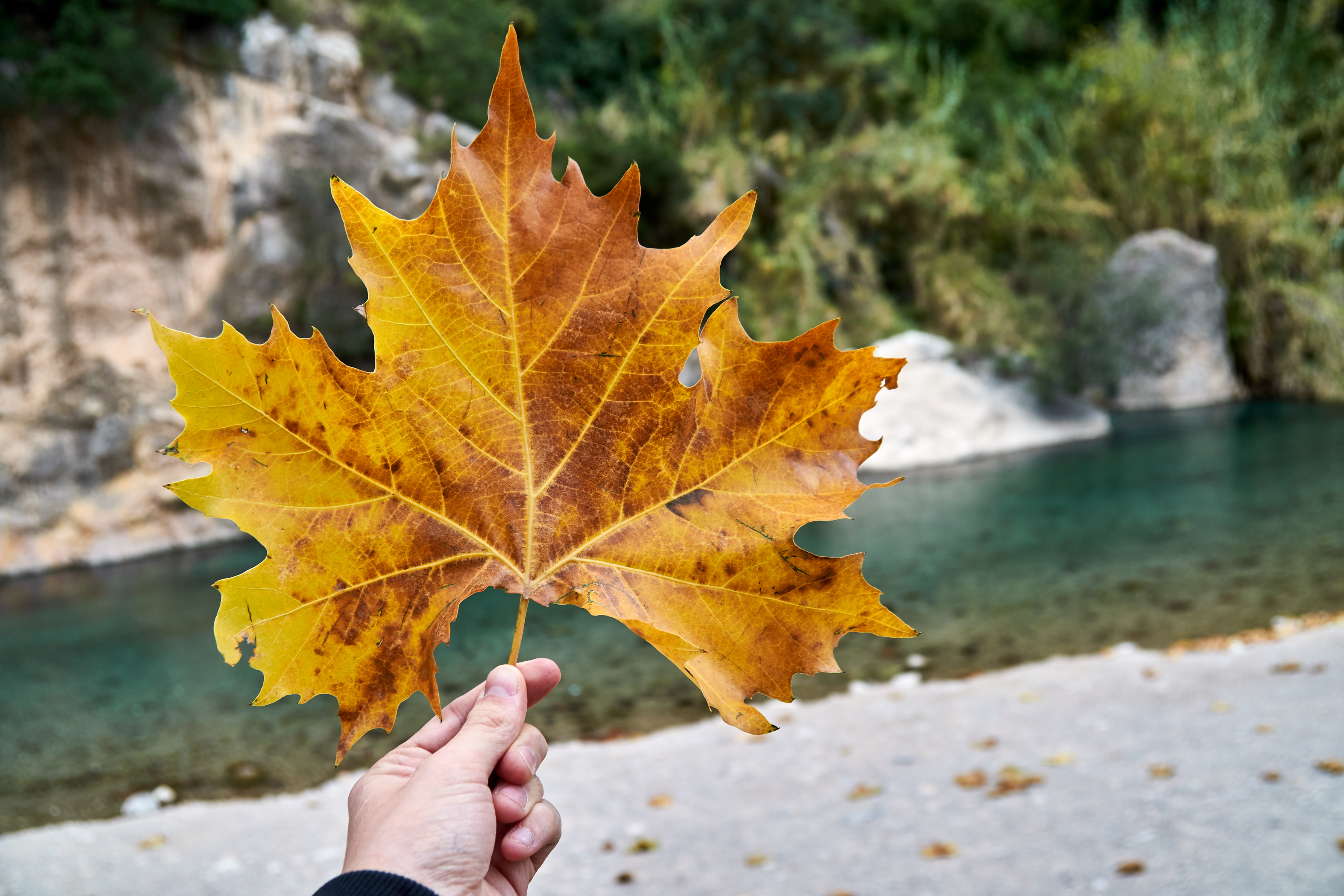 Very big leaves